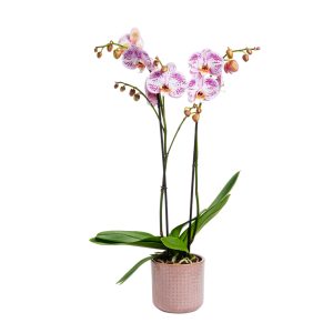 Orchidée Tacheté Violette