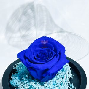 rose éternelle bleu 2