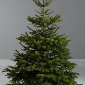 Sapin Naturel de noel 2m -2.5m |Nordmann|Christmas Tree 1 Sapin Naturel de noel 1.50m -1.750m |Nordmann|Christmas Tree