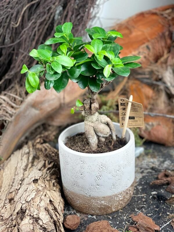 Bonsa Fucus Ginseng En Pot Ceramic - Fleuriste  Casablanca - Acheter Et  Livre Des Fleurs| Fleuriste Maroc