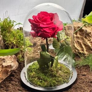 La Passion Éclatante : Cloche Éternelle Fuchsia 32