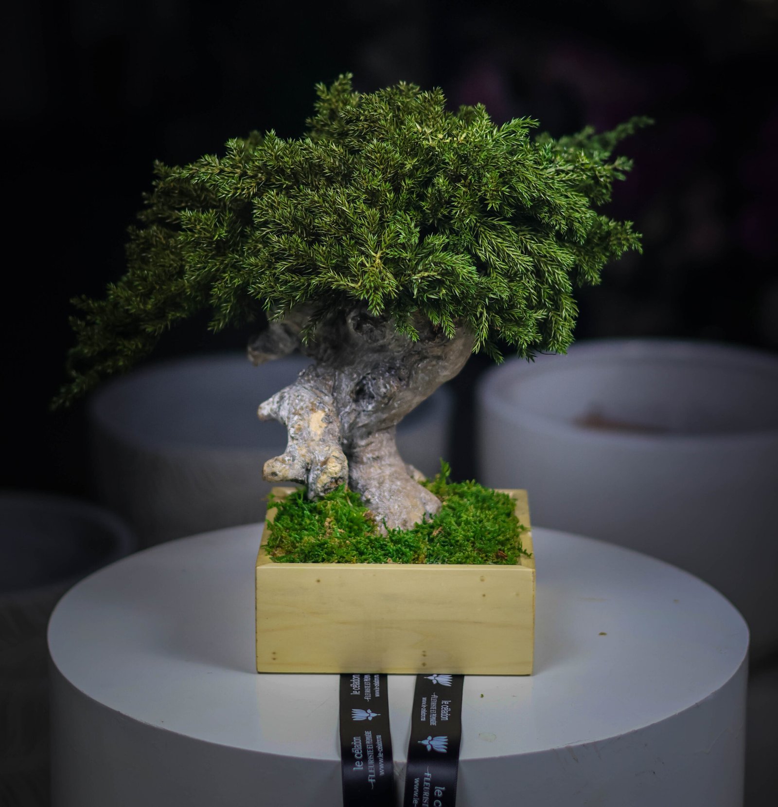 Bonsai Juniperus Stabilis - Fleuriste  Casablanca - Acheter Et Livre Des  Fleurs| Fleuriste Maroc
