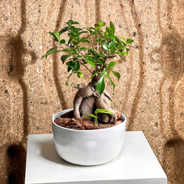 Bonsa Ficus Ginseng : lgance Naturelle Pour Votre Intrieur - Fleuriste   Casablanca - Acheter Et Livre Des Fleurs| Fleuriste Maroc