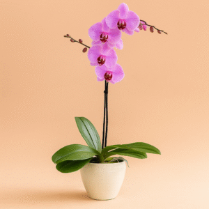 Orchidée