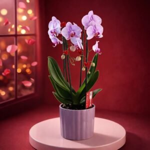 Plante de Saint Valentin