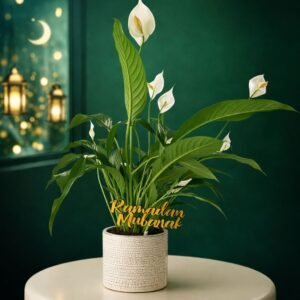 Spathiphyllum “Ramadan Mubarak” – Édition Spéciale 41