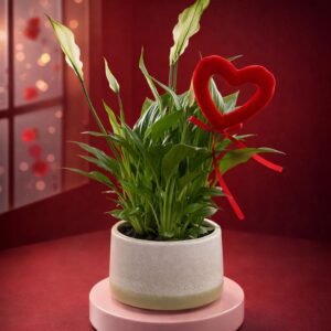 Spathiphyllum Amour Pur 7