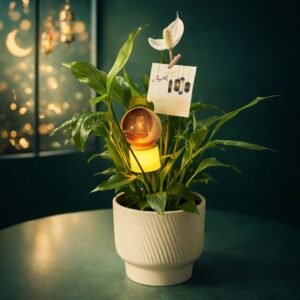 Spathiphyllum Lumineux – Édition Ramadan 8