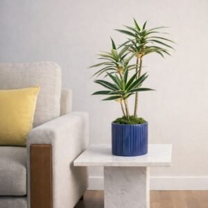 Dracena Artificielle en pot Bleu 60CM 37