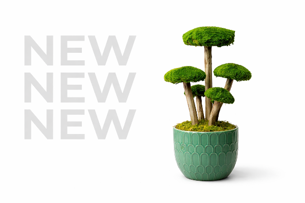 NEW_bonsai_stabilisée