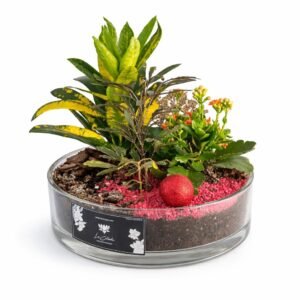 Garden Glow Terrarium 24