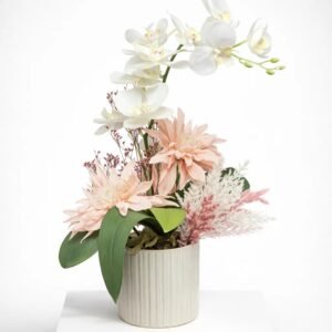 Orchidée Rosée Élégance 38