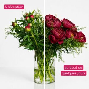10x Pivoine Bordeau Chic 38