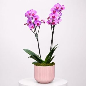 Orchidée Celeste Rosé au Rosé 20
