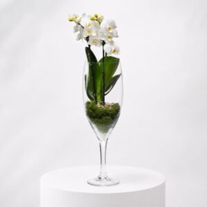 Flûte D'orchidée Blanche 19