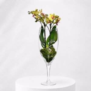 Flûte d'Orchidée Jaune 43