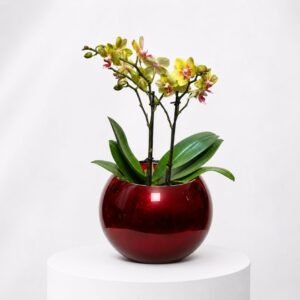 La Sphere Rouge à L'orchidée Jaune 42
