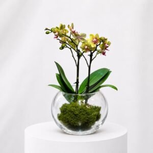 La Sphere Transparente à l'orchidée Jaune 41