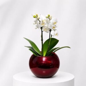 La Sphere Rouge à l'orchidée Blanche 40