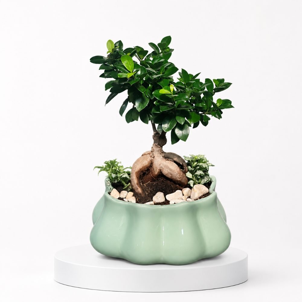 Bouquets modernes et raffinés : les incontournables du moment 3 Bonsaï Ficus dans pot en céramique décoratif
