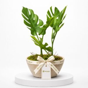 Tacyapi Plante décorative verte en pot 39