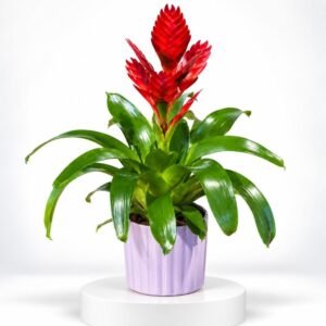Guzmania Rouge Passion – Plante tropicale en présentation lilas 14