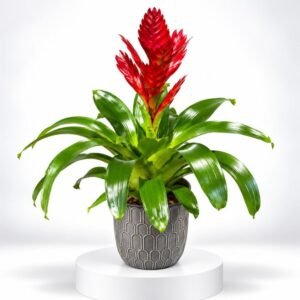 Guzmania Rouge Velours – Plante exotique en pot gris à motifs 18