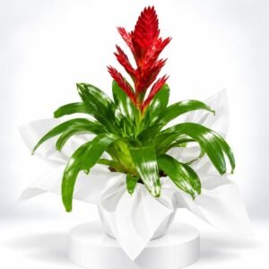 Flamme des Tropiques – Plante rouge au feuillage en cascade 13