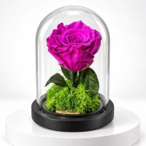 Éclat Fuchsia sous Cloche 17-11.5 40