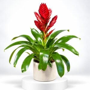 Guzmania Rouge Passion – Plante tropicale au feuillage généreux 15