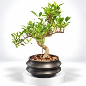 Bonsaï Silhouette Sculptée – Tronc courbé et feuillage vert 19