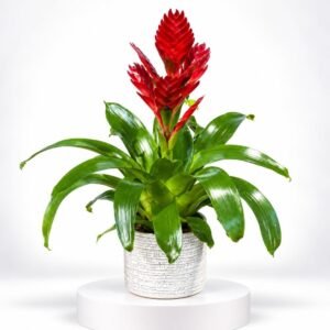 Éclat Écarlate – Plante tropicale rouge au feuillage luxuriant 16