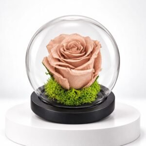 Éclat de Sable – Rose éternelle beige rosé sous cloche 39