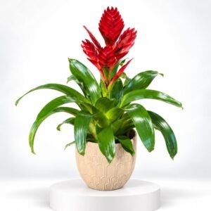 Éclat Écarlate – Plante tropicale à bractées rouges 17