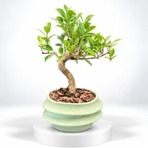 Bonsaï aux courbes naturelles et feuillage vert en pot céladon 20
